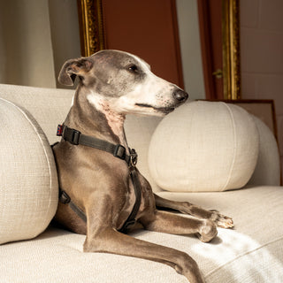 Dog sitting on a beige sofa with a neutral background